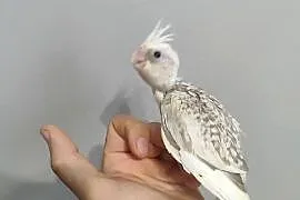 Papugi nimfy ręcznie karmione