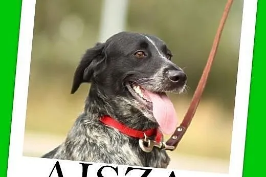 Trójłapka,cudownie przyjazna,łagodna suczka po amp