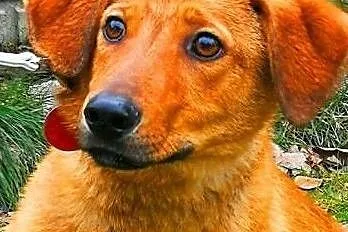 LAKI - roczny, delikatny i nieśmiały psiak do adopcji,