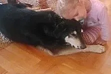 Flesz cudowny psiak do pokochania,  Kundelki cała 