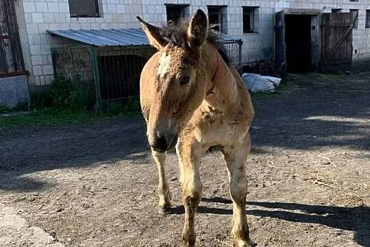 Sprzedam klacz zrebna ze źrebakiem, Podlaskie, Waniewo