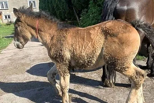Sprzedam klacz zrebna ze źrebakiem, Podlaskie, Waniewo