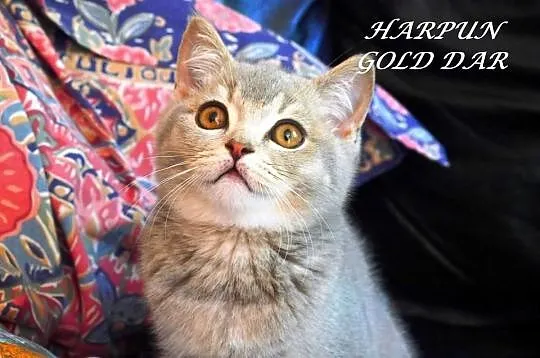 Kociaki Brytyjskie z Hodowli Gold Dar :) JUŻ DO OD