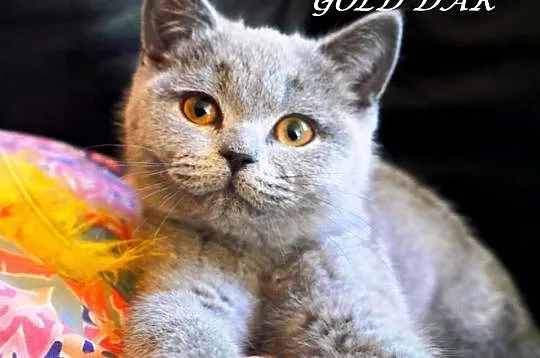 Kociaki Brytyjskie z Hodowli Gold Dar :) JUŻ DO OD