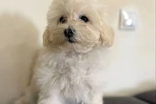 Maltipoo śliczna sunia