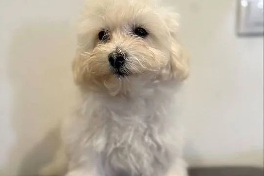Maltipoo śliczna sunia, Dolnośląskie, Bolesławiec