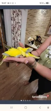 Mnichy nizinne ręcznie karmione snow I yellow face.........