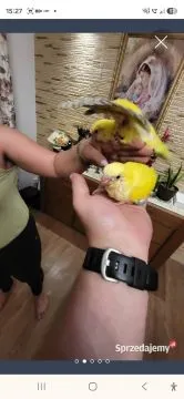 Mnichy nizinne ręcznie karmione snow I yellow face........., , Sulbiny