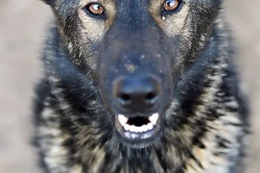 Wesoły, młodziutki Szafir - po prostu piękne psisko do adopcji!,  Kundelki cała Polska