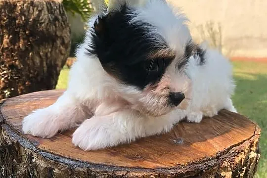 Yorkshire Terrier Szczenieta