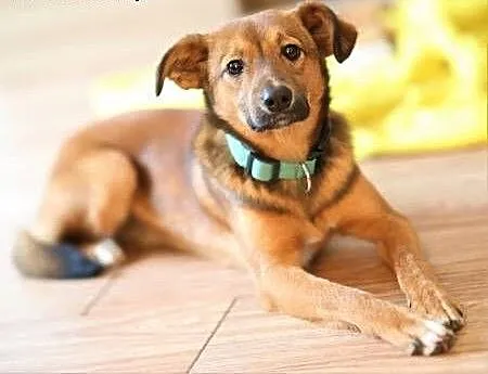 ROMEK - 10 miesięczny, uroczy szczeniak do adopcji, mazowieckie Warszawa, Mazowieckie, Warszawa