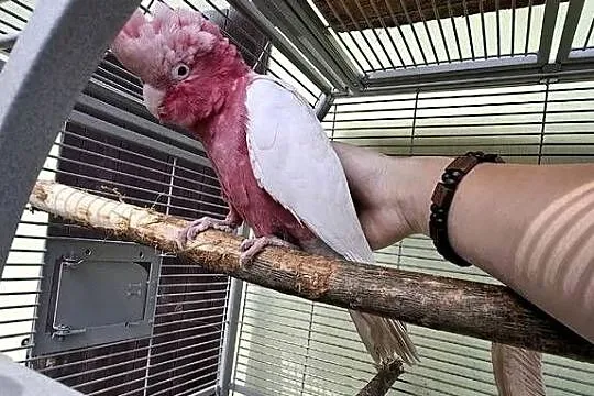 Kakadu różowe lutino