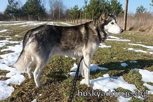 LEO- mądry, spokojny pies husky do adopcji,  małop