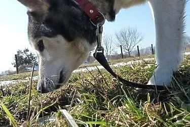 LEO- mądry, spokojny pies husky do adopcji,  małop