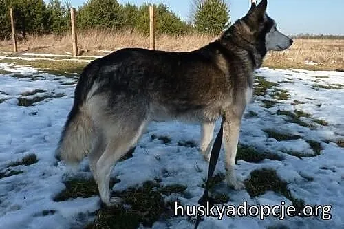 LEO- mądry, spokojny pies husky do adopcji,  małop