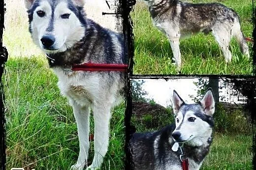 LEO- mądry, spokojny pies husky do adopcji,  małop