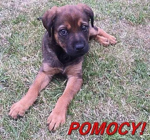 Szczeniak do adopcji, łódzkie Tomaszów Mazowiecki