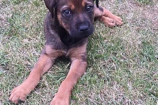 Szczeniak do adopcji,  łódzkie Tomaszów Mazowiecki