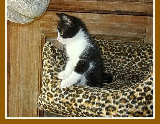 2 mies.kociaki,kociczka,kocurek,przytulaśne.ADOPCJ