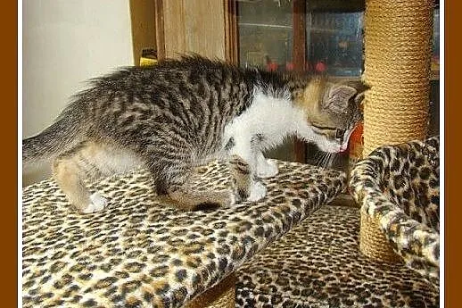 2 mies.kociaki,kociczka,kocurek,przytulaśne.ADOPCJ