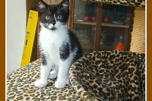2 mies.kociaki,kociczka,kocurek,przytulaśne.ADOPCJ