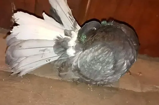 Sprzedam pawika samice nowy typ, , Śmigiel