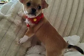 Chihuahua suczka