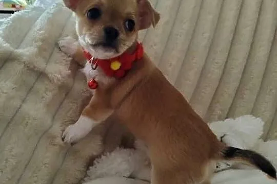 Chihuahua suczka