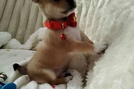 Chihuahua suczka, Wielkopolskie, Konin