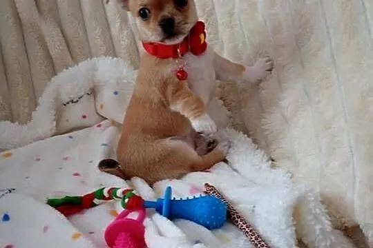 Chihuahua suczka, Wielkopolskie, Konin
