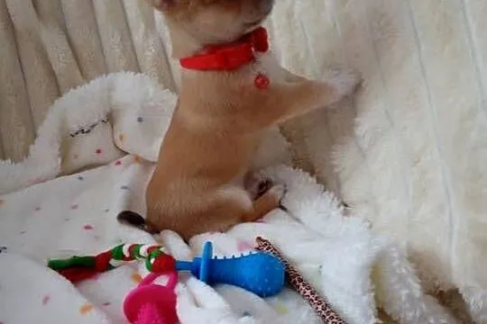 Chihuahua suczka, Wielkopolskie, Konin