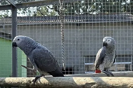 Papuga żako papugi żako para, Lubuskie, Zielona Góra