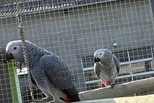 Papuga żako papugi żako para, Lubuskie, Zielona Góra