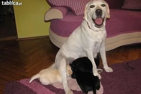 Labrador Labradory z rodowodem i chipem