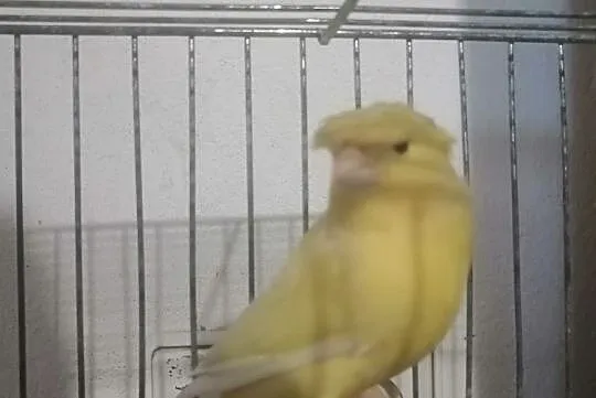 Kanarki żółte samce, Kuźnia Raciborska
