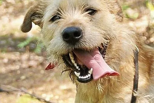 Buziak - młody, przyjacielski szorściak do adopcji,  Kundelki cała Polska