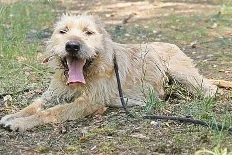 Buziak - młody, przyjacielski szorściak do adopcji