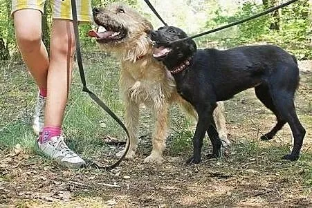 Buziak - młody, przyjacielski szorściak do adopcji
