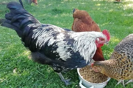 Sprzedam Koguta, Śląskie, Górki Wielkie