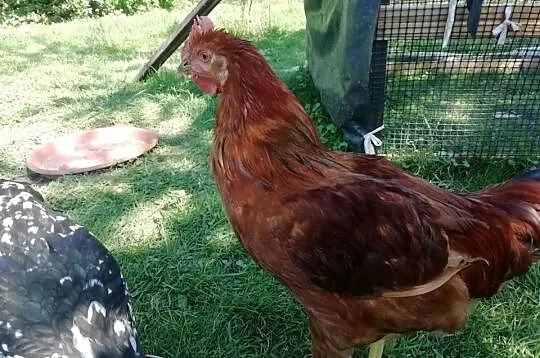 Sprzedam Koguta, Śląskie, Górki Wielkie