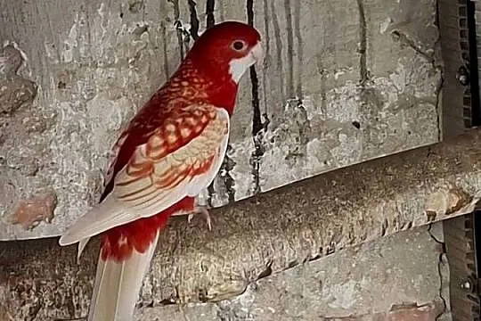 Papugi sprzedam., Wielkopolskie, Miejska Górka