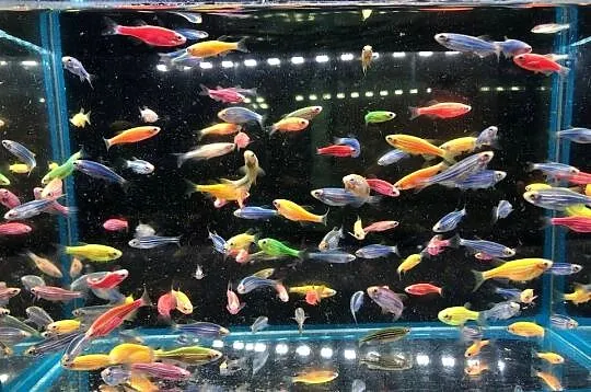 Danio kolor mix kolorów