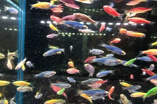 Danio kolor mix kolorów, Łódzkie, Justynów