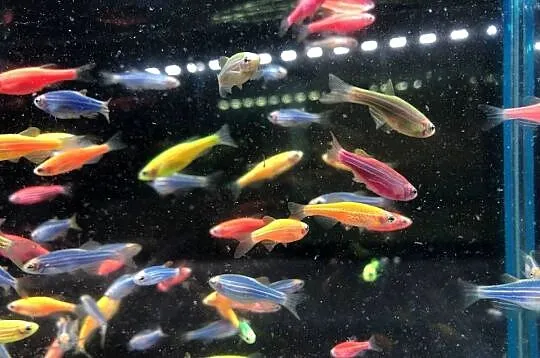 Danio kolor mix kolorów, Łódzkie, Justynów
