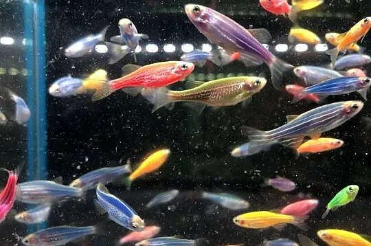 Danio kolor mix kolorów, Łódzkie, Justynów