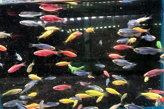 Danio kolor mix kolorów, Łódzkie, Justynów