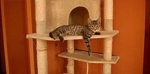 4 miesięczny whiskasowy Bazylek szuka domku, doln