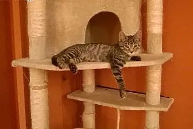 4 miesięczny whiskasowy Bazylek szuka domku,  doln