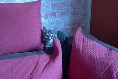4 miesięczny whiskasowy Bazylek szuka domku,  doln