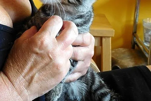 4 miesięczny whiskasowy Bazylek szuka domku,  doln